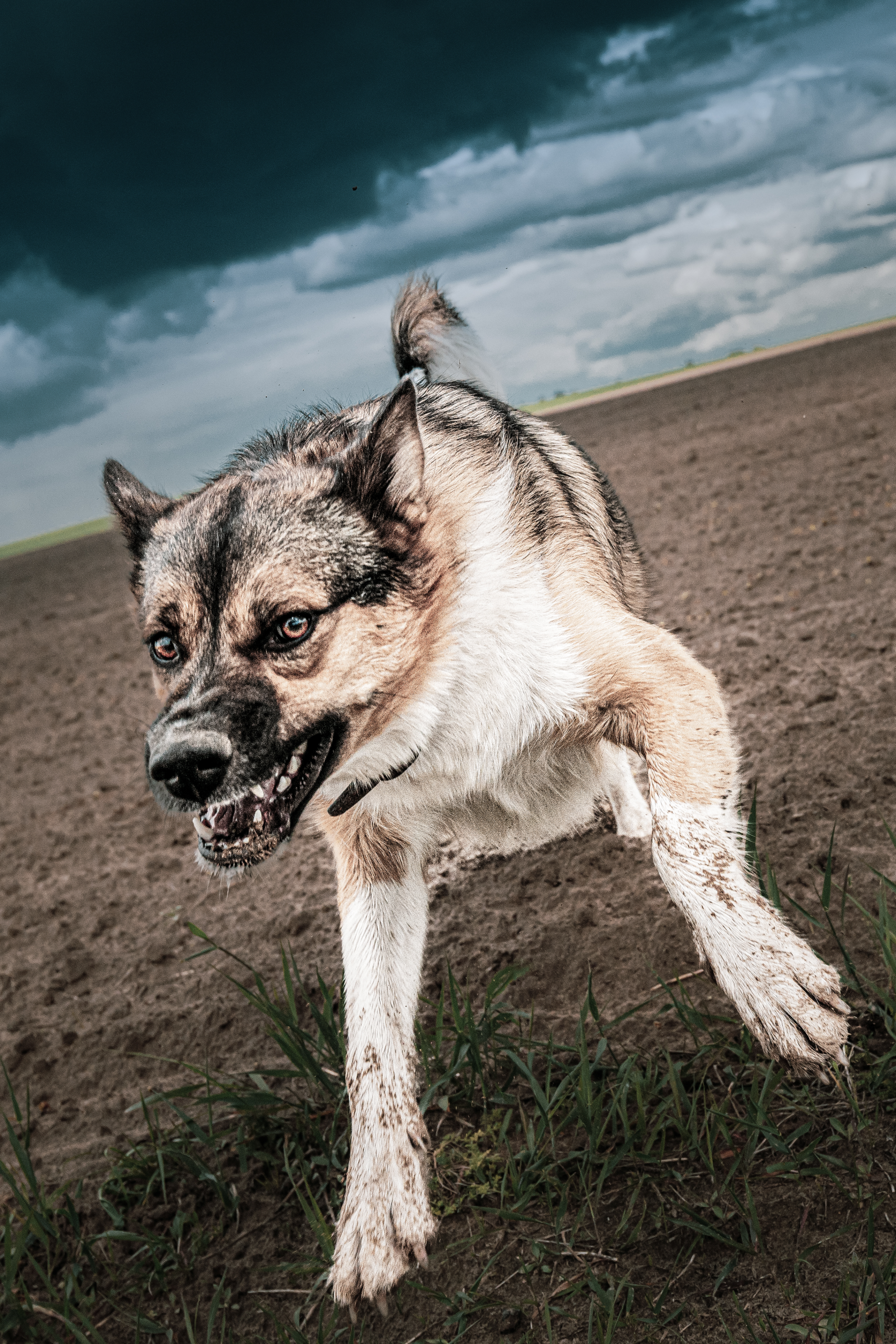 angry aggressive dog running on camera