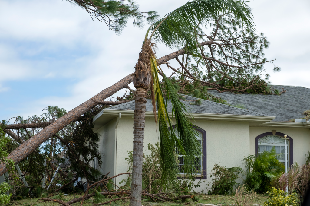 damage to Florida house roof from uprooted tree